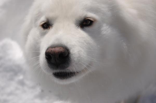 /Images/uploads/Humane Society of Utah/HSUCalendar/entries/1013thumb.jpg